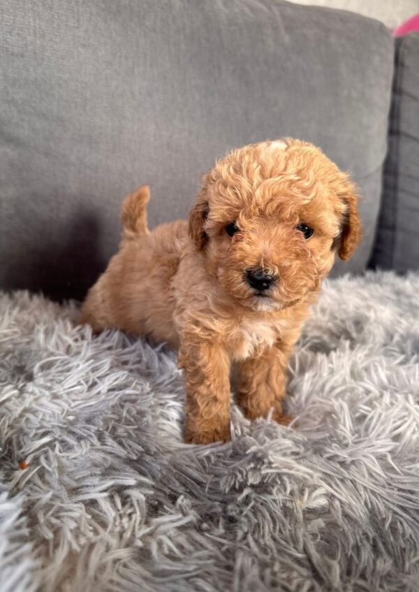 Gator Maltipoo Gator Maltipoo