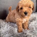 Gator-male-Maltipoo-puppy-for-sale-5