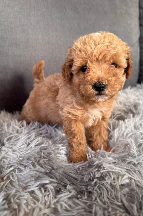 Gator Maltipoo Gator Maltipoo