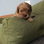 Gayana-female-Cavapoo-puppy-for-sale-1