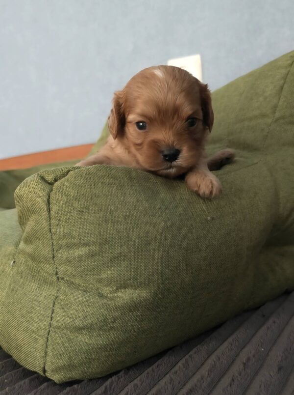 Gayana Cavapoo Gayana Cavapoo