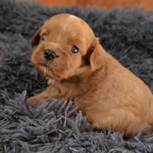 Gayana Cavapoo Gayana Cavapoo