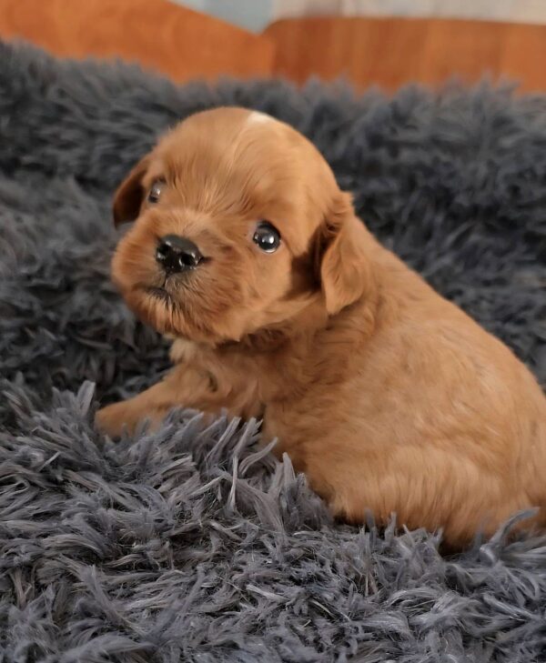 Gayana Cavapoo Gayana Cavapoo