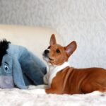 Genesis-male-Basenji-puppy-for-sale-1