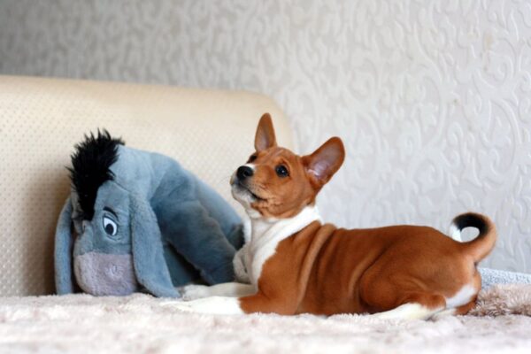 Genesis Basenji Genesis Basenji