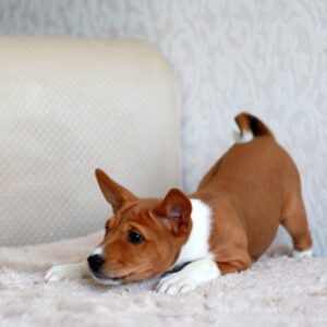 Genesis Basenji Genesis Basenji