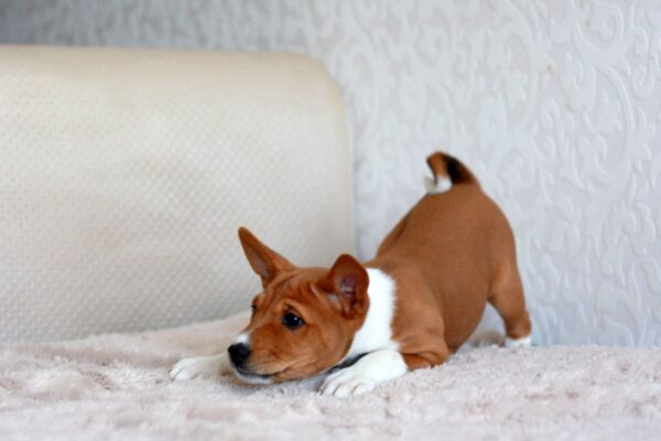 Genesis Basenji Genesis Basenji