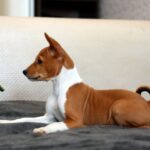 Genesis-male-Basenji-puppy-for-sale-3