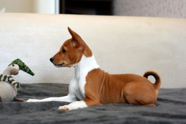 Genesis Basenji Genesis Basenji