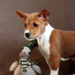 Genesis-male-Basenji-puppy-for-sale-4