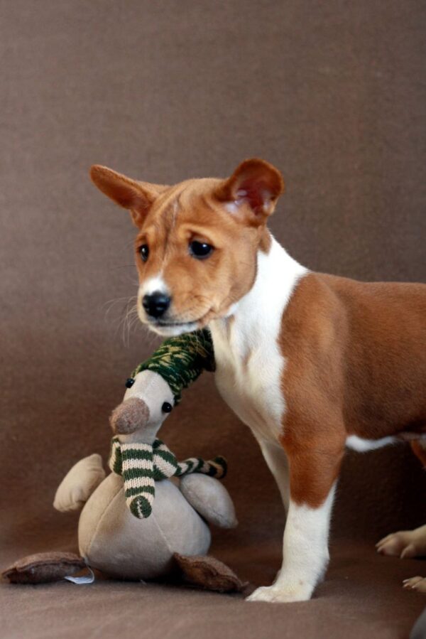 Genesis Basenji Genesis Basenji