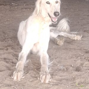 Genius Saluki Persian Hound Genius Saluki Persian Hound
