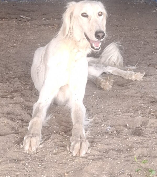 Genius Saluki Persian Hound Genius Saluki Persian Hound