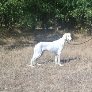 Genius Saluki Persian Hound Genius Saluki Persian Hound