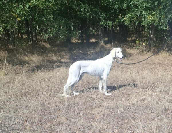 Genius Saluki Persian Hound Genius Saluki Persian Hound