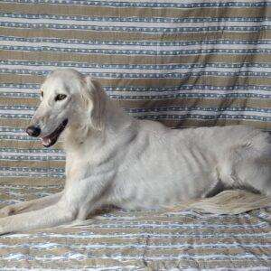 Genius Saluki Persian Hound Genius Saluki Persian Hound