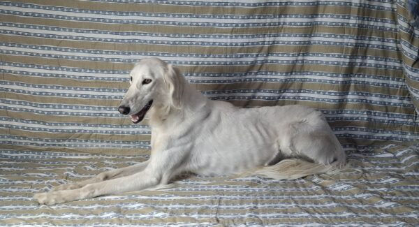 Genius Saluki Persian Hound Genius Saluki Persian Hound