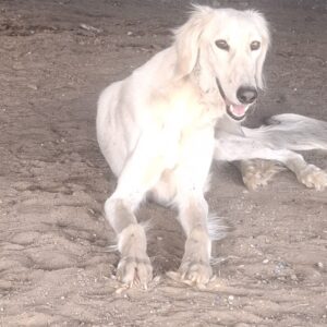 Genius Saluki Persian Hound Genius Saluki Persian Hound