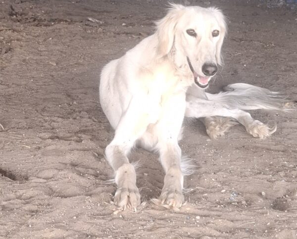 Genius Saluki Persian Hound Genius Saluki Persian Hound