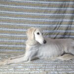 Genius-male-saluki-puppy-for-sale- (2)