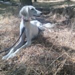 Genius-male-saluki-puppy-for-sale- (2)