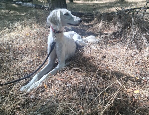 Genius Saluki Persian Hound Genius Saluki Persian Hound