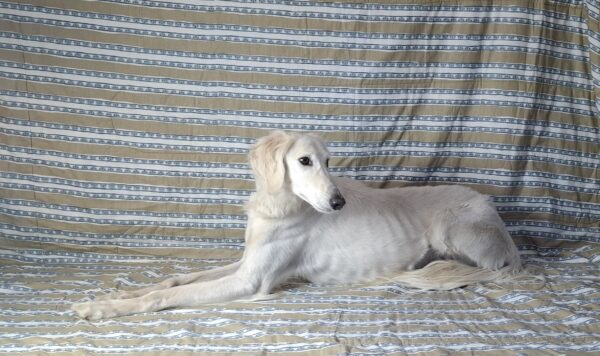 Genius Saluki Persian Hound Genius Saluki Persian Hound