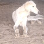 Genius-male-saluki-puppy-for-sale- (3)