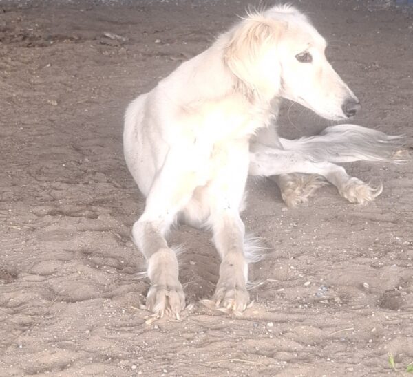 Genius Saluki Persian Hound Genius Saluki Persian Hound