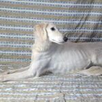 Genius-male-saluki-puppy-for-sale- (3)