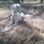 Genius-male-saluki-puppy-for-sale- (3)