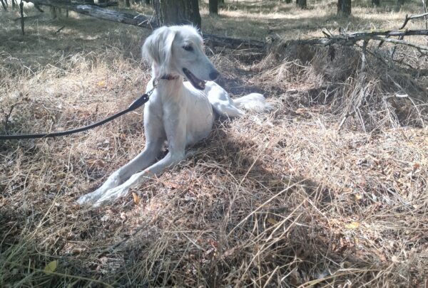 Genius Saluki Persian Hound Genius Saluki Persian Hound