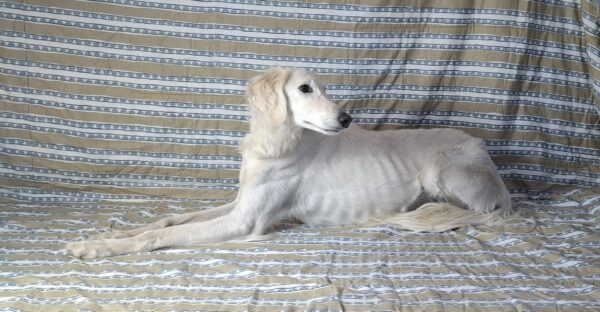 Genius Saluki Persian Hound Genius Saluki Persian Hound