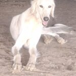 Genius-male-saluki-puppy-for-sale- (4)