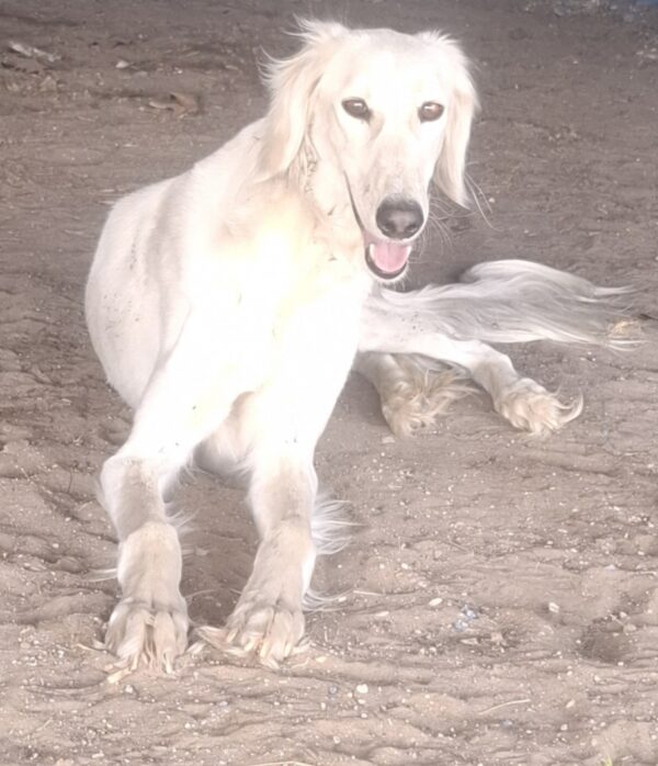 Genius Saluki Persian Hound Genius Saluki Persian Hound