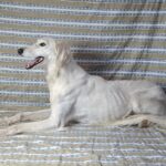 Genius-male-saluki-puppy-for-sale- (4)