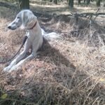 Genius-male-saluki-puppy-for-sale- (4)