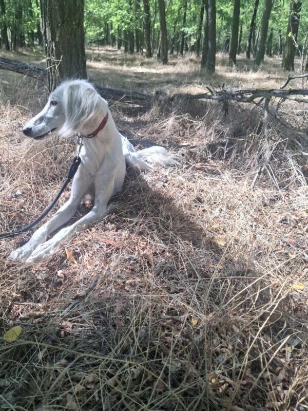 Genius Saluki Persian Hound Genius Saluki Persian Hound