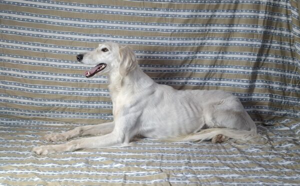 Genius Saluki Persian Hound Genius Saluki Persian Hound