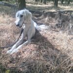 Genius-male-saluki-puppy-for-sale- (5)