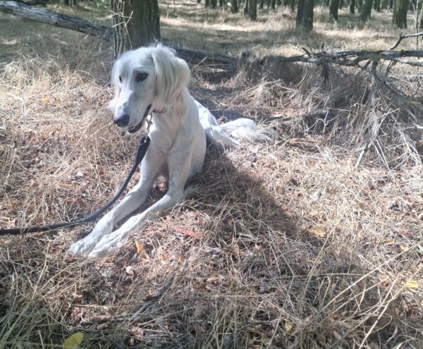 Genius Saluki Persian Hound Genius Saluki Persian Hound