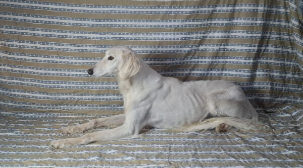 Genius Saluki Persian Hound Genius Saluki Persian Hound