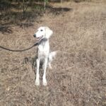 Genius-male-saluki-puppy-for-sale- (6)
