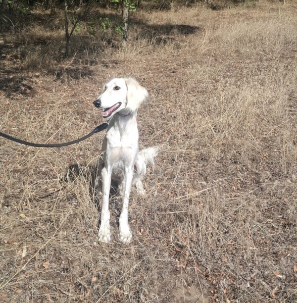Genius Saluki Persian Hound Genius Saluki Persian Hound