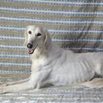 Genius-male-saluki-puppy-for-sale- (6)
