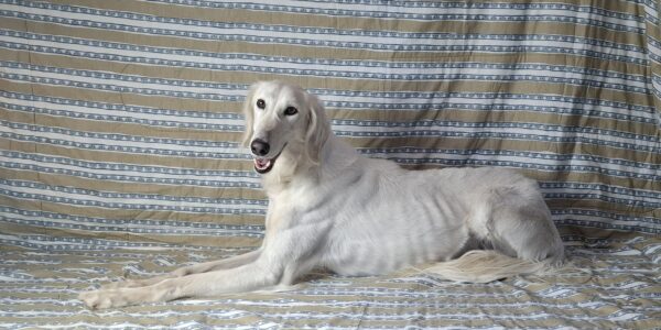 Genius Saluki Persian Hound Genius Saluki Persian Hound