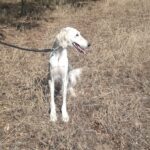 Genius-male-saluki-puppy-for-sale- (7)