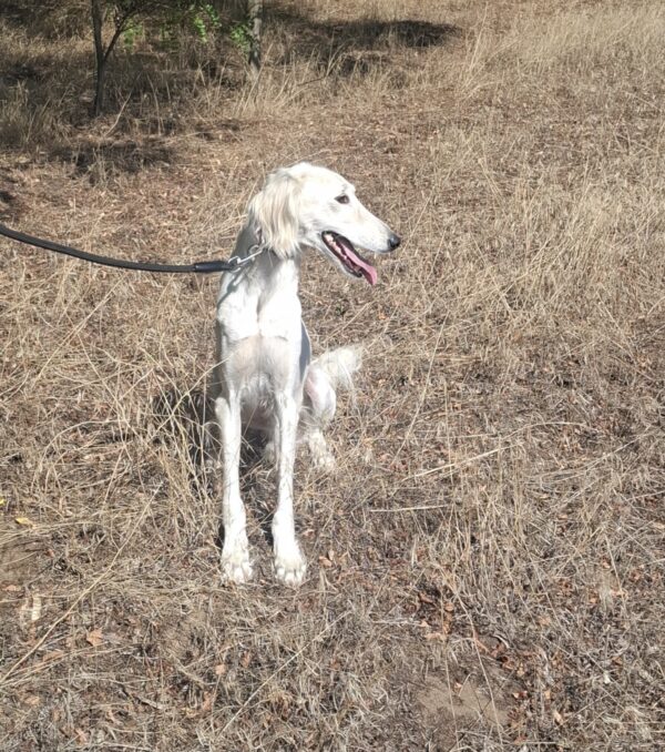 Genius Saluki Persian Hound Genius Saluki Persian Hound