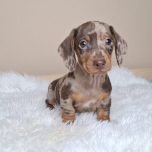 George Miniature Dachshund George Miniature Dachshund