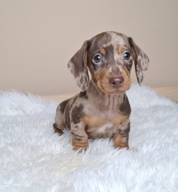 George Miniature Dachshund George Miniature Dachshund